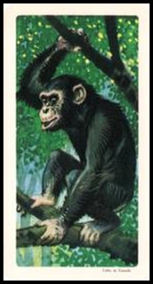 9 Chimpanzee